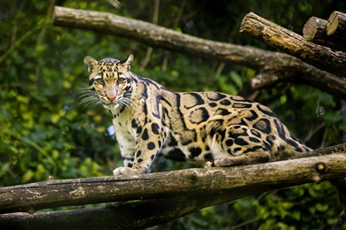 Clouded Leopard Information, Facts, Habitat, Adaptations, Baby ...