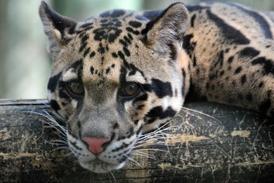 21 Clouded Leopard HD Wallpapers