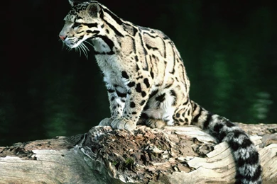 14 Quality Clouded Leopard Wallpapers, Animals