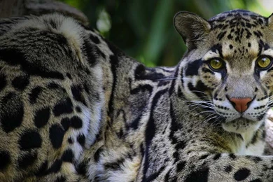 Clouded Leopard Images   Widescreen HD Wallpapers