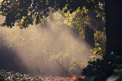 Summer Rain, Forest HD Desktop Wallpapers : High Definition ...
