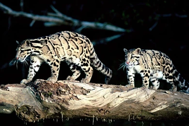 My Free Wallpapers   Nature Wallpapers : Clouded Leopard