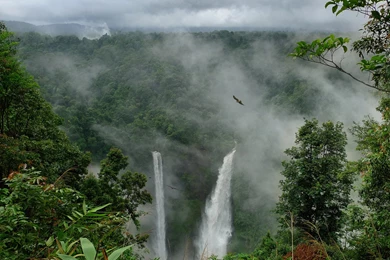 Rain Forest Wallpapers » WallDevil   Best Free HD Desktop And ...