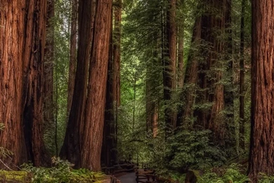 Cathedral Grove Rainforest HD Desktop Wallpapers : High Definition ...