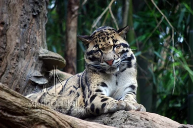 Bornean Clouded Leopard Wallpapers
