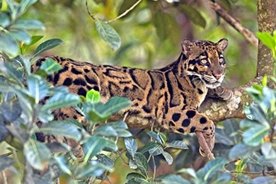 Clouded Leopard Wallpapers   (
