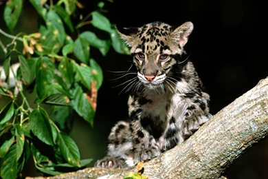 Clouded Leopard Cub 1 :: Leopard Wallpapers :: ShareWallpapers