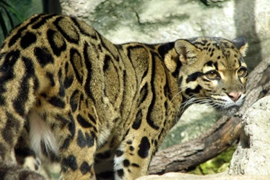 Clouded Leopard Wallpapers Vergüenza De Ser Humano, EL LEOPARDO ...
