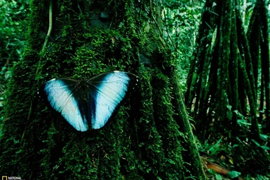 Imelda Mcconnell Rainforest Wallpapers