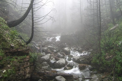 Free Wallpaper: Rainy Forest Wallpapers