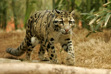 14 Quality Clouded Leopard Wallpapers, Animals