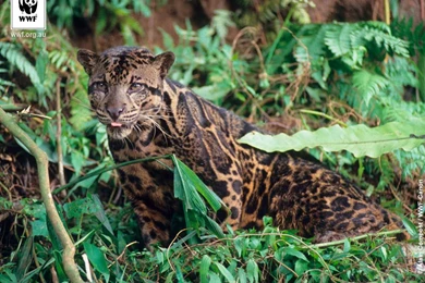 Clouded Leopards