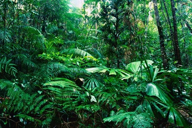 507791 Rain Forest Wallpapers