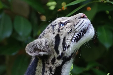 Download Wallpapers 3840x2160 Clouded Leopard, Wild Cat, Snout ...