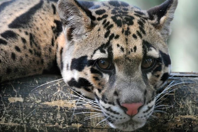 Sad Clouded Leopard Furthermore Clouded Leopard Flickr Photo ...