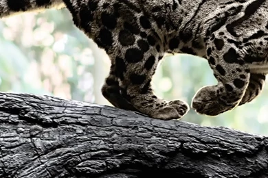 Amazing Clouded Leopard Wallpapers Twitter Header Resolution ...
