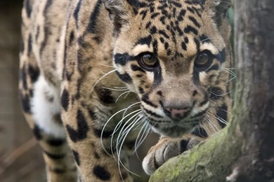 Clouded Leopard   Wallpapers Zoom
