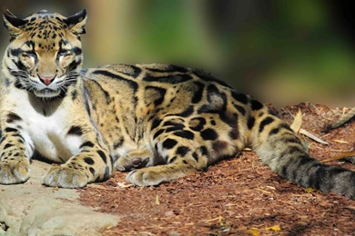 Download 22 Clouded Leopard Wallpapers