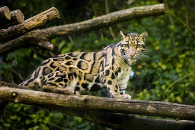 He Just Wants His Turn On The Toy. : AnimalsBeingJerks