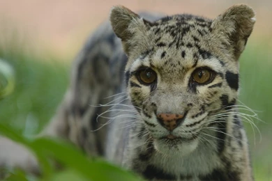 Download Wallpapers 3840x2160 Clouded Leopard, Face, Spotted ...