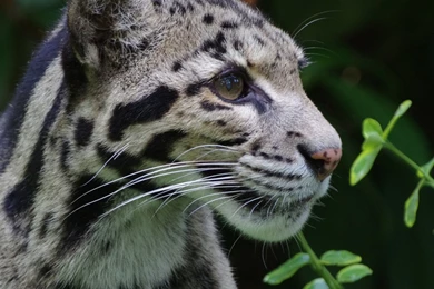 Download Wallpapers 2048x2048 Clouded Leopard, Wild Cat, Predator ...