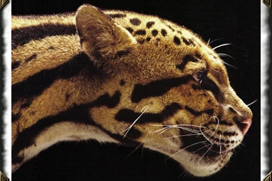 NEOFELIS NEBULOSA CLOUDED LEOPARD WALLPAPER   (