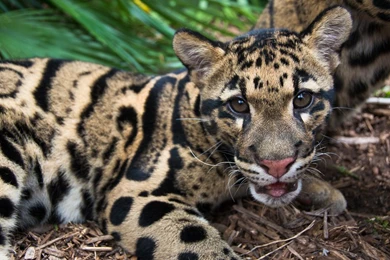 Clouded Leopard 3008x2000px