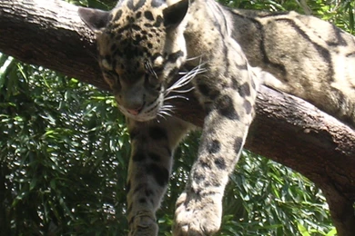 Clouded Leopard Pictures   Wallpapers HD Hi5   Page 4 Of 4