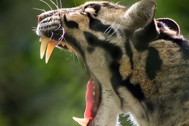 Clouded Leopard Yawning By Darkcalypso On DeviantArt