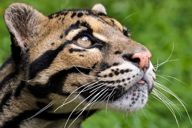 Clouded Leopard Face Wallpapers