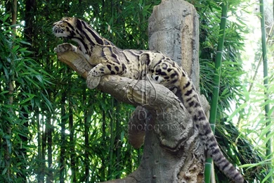 Clouded Leopard Black And White By Bisanti On DeviantArt