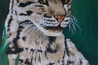 Bornean Clouded Leopard Wallpapers