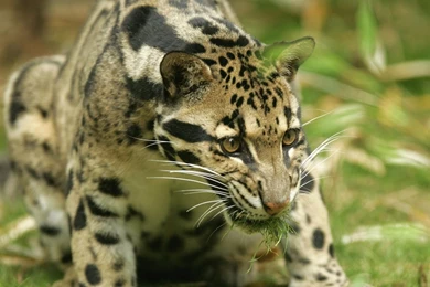 Displaying Clouded Leopard Images On Animal Picture Society