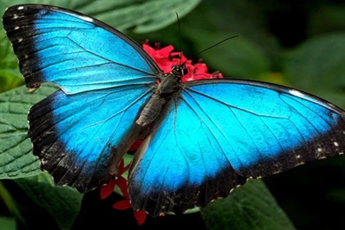 Blue Butterflies Wallpapers Hd : Wallpapers13.com