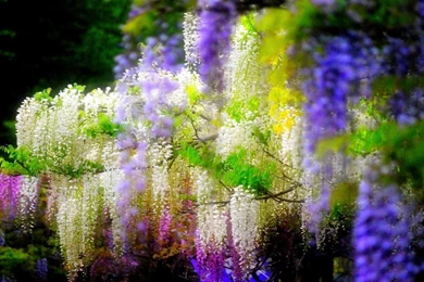 Wisteria La Concepcion Gardens Spain Amazing Hd Wide Wallpapers ...