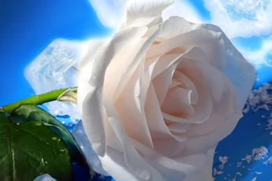 Rose Images Hd
