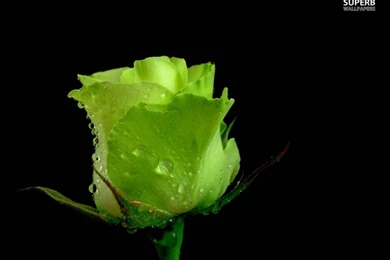 Green Rose Wallpapers HD Pictures
