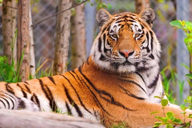 Tiger Widescreen HD Wallpapers