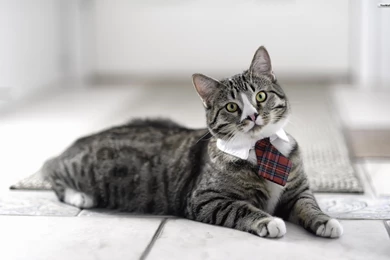 YouWall Formal Cat Wallpapers Wallpaper,wallpapers,free ...