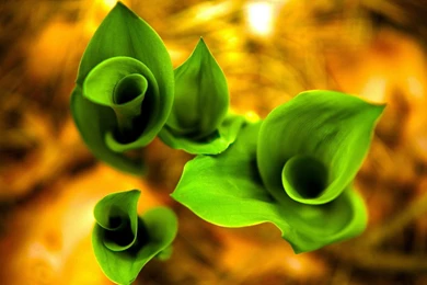 Awesome Free Lomo Wall