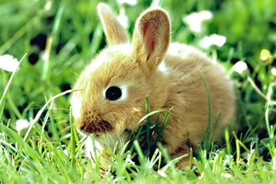 Desktop Wallpapers · Gallery · Animals · Bunny