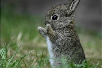 Free Bunny Wallpapers   Wallpapers Cave