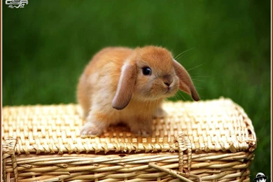 1024x768 Rabbit 2 Desktop PC And Mac Wallpapers