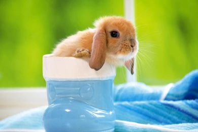 New blog pics: Bunny Wallpapers Free