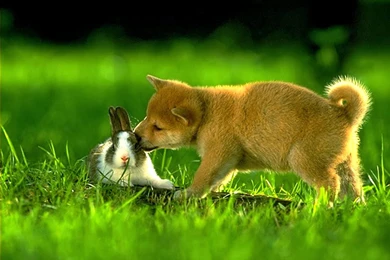 Cute Bunnies Rabbit Desktop Amazing Wallpapers   Zibrato