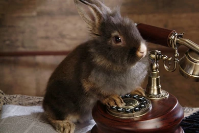 Baby Lionhead Bunnies   Studio Photography Of Bunny 1024x768 NO.18 ...