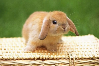 Bunny HD Desktop Wallpapers : Widescreen : High Definition : Fullscreen