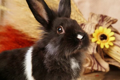 Baby Lionhead Bunnies   Studio Photography Of Bunny 1024x768 NO.29 ...