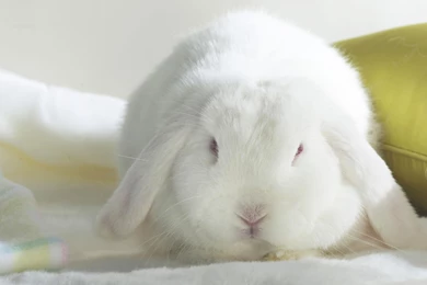 Desktop Wallpapers · Gallery · Animals · White Bunny