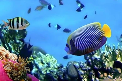 Ocean Fish Live Wallpapers In Cafe Bazaar For Android · Cafe Bazaar ...